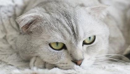 锡林郭勒盟高价上海医保提取2025的最新政策(2025年锡林郭勒盟上海医保怎么提取现金分享)